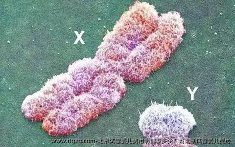 北京代孕费用明细表多少？附北京代孕费用