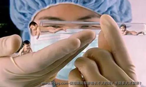 促排期间有卵泡长不大的吗？长到多大才卵泡取出？ 