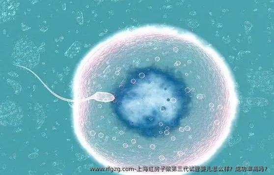 上海红房子做第三代代孕怎么样？成功率高吗？